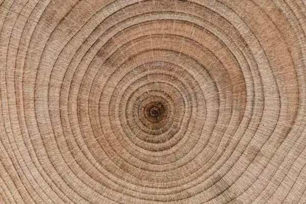 seleção de madeiras para luthieria com tábuas sendo analisadas para construção de violão